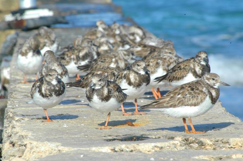 Mi-janvier, c’est le comptage des oiseaux d’eau