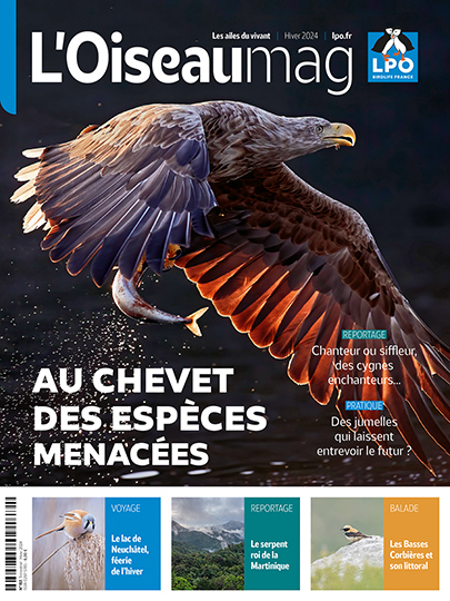 L'OISEAU MAG