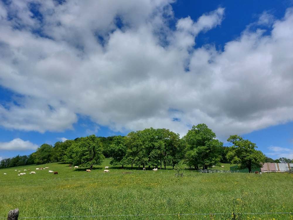 Le Bassigny, un fief pour la Pie-grièche à tête rousse