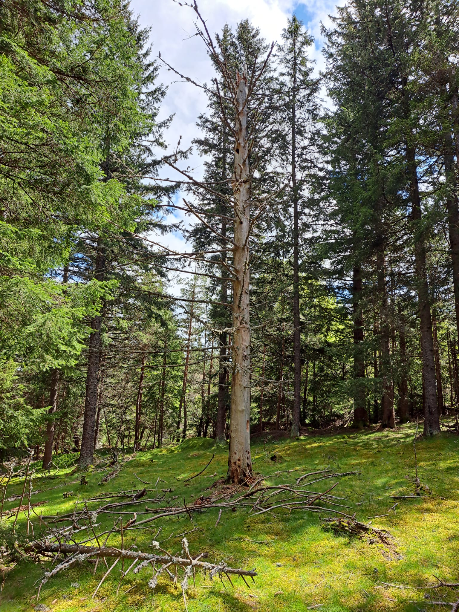 Carrefour des Forêts