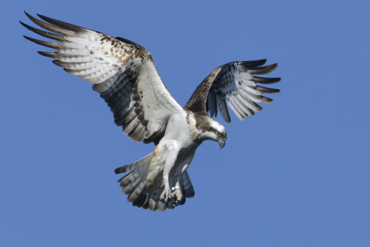 Balbuzard pêcheur