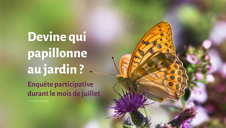 L'enquête "Devine qui papillonne au jardin ?" arrive à grands pas, formez-vous dès maintenant !