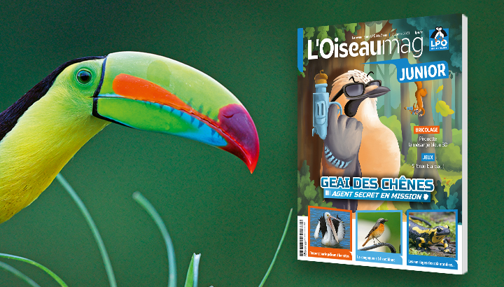 L’OISEAU MAGAZINE JUNIOR n°52 - Automne 2023 : Parution septembre