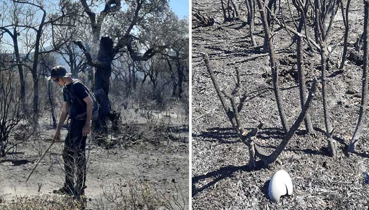 Feu de forêt de Vidauban