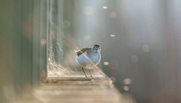 Résultats du concours de la photo d'oiseau 2024