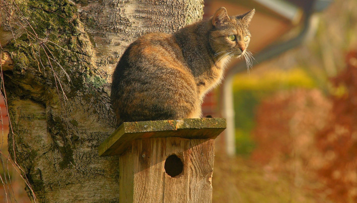 Limiter la prédation des chats domestiques