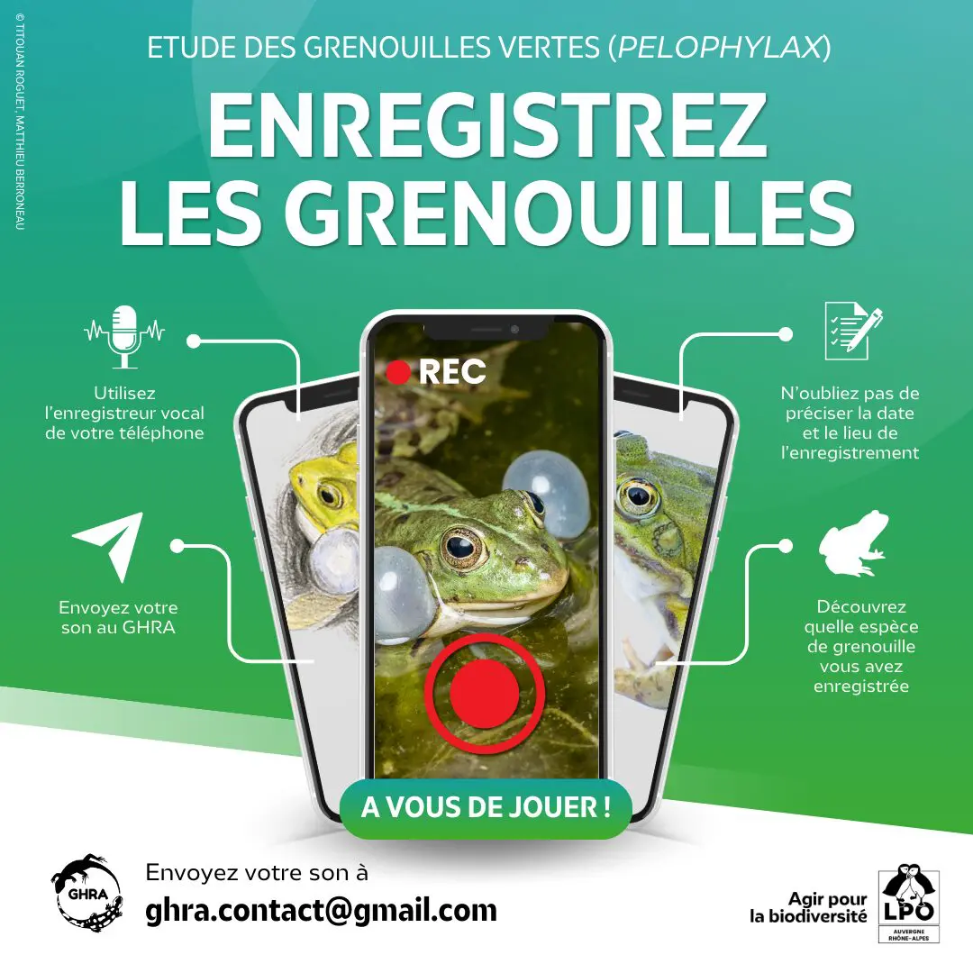 Enregistrez les grenouilles !