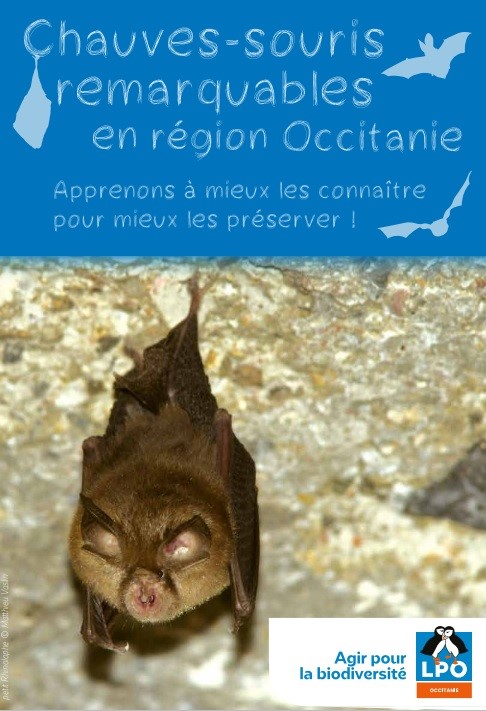 Poster présentant les espèces de chiroptères remarquables de la région Occitanie.