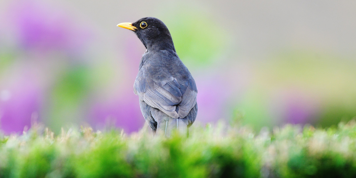 Participer à l'opération Oiseaux des jardins 