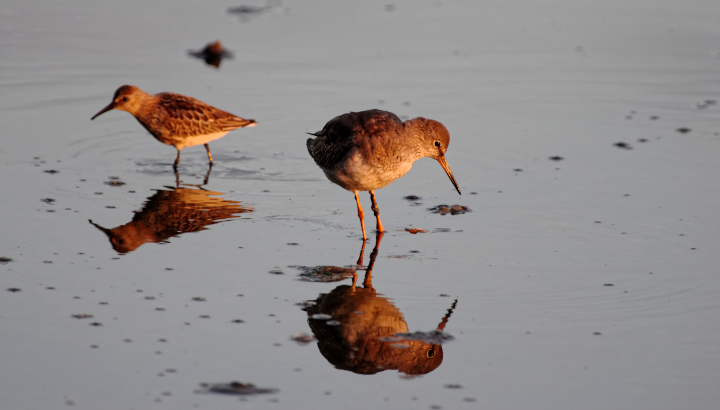 Vos prochaines rencontres Faune-NA en Aquitaine