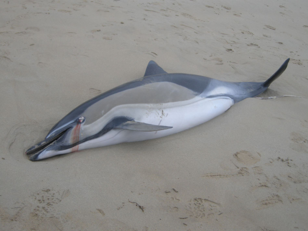 Massacre des dauphins : le gouvernement se moque du Conseil d’État