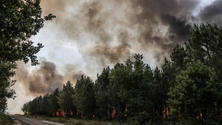 Incendies et faune sauvage