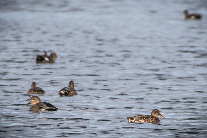 16 & 17 Janvier : Comptage annuel des oiseaux d’eau