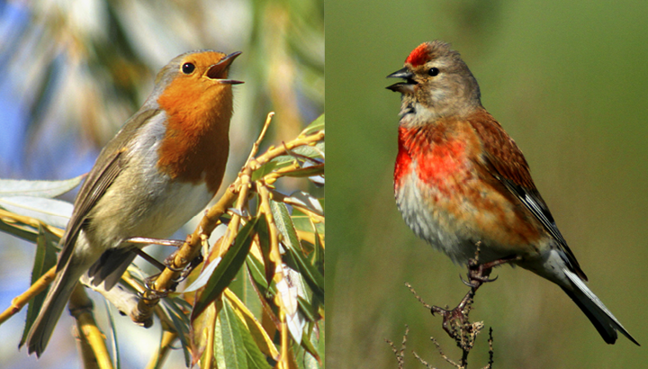 Initiation aux chants d'oiseaux 2024 : 2e partie