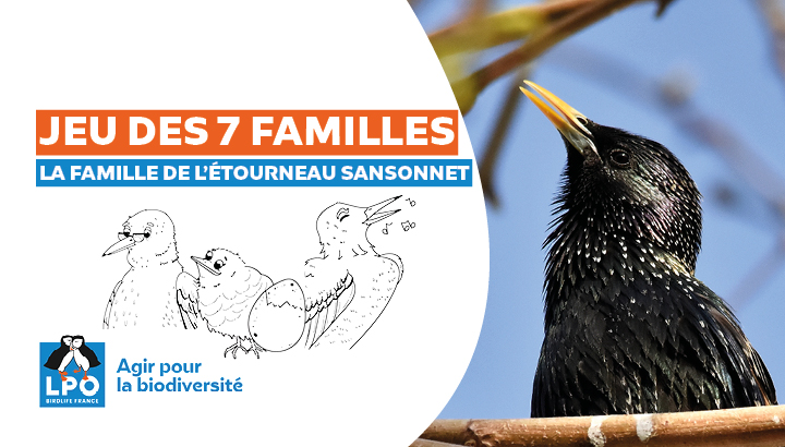 Jeu des 7 familles : La famille de l'Étourneau sansonnet