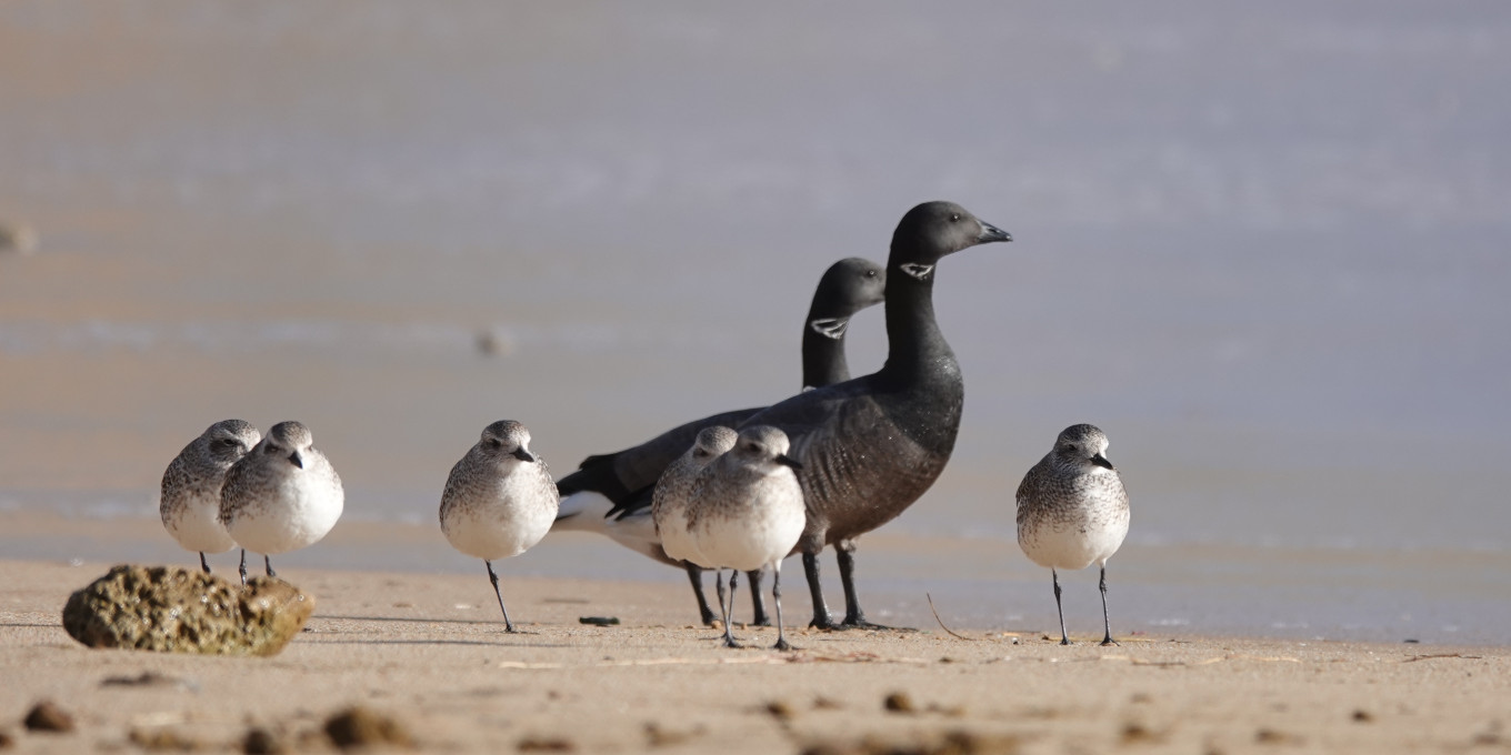 Les oiseaux de la réserve naturelle de Moëze-Oléron-RNNMO-LPO©L-Malthieux