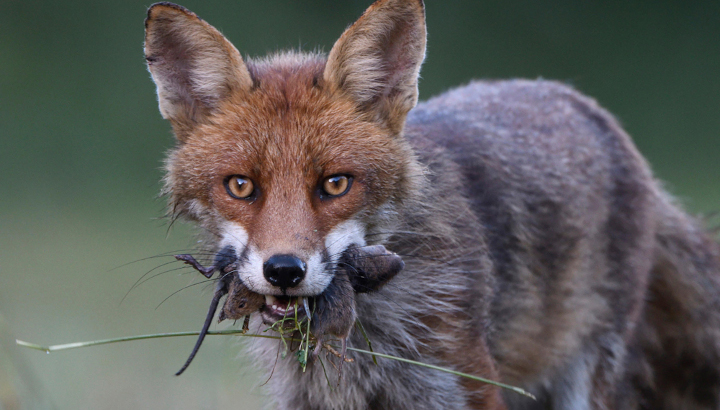 Zoom sur le Renard Roux