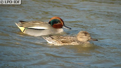 Oiseaux d'eau des Etangs de Triel et Verneuil