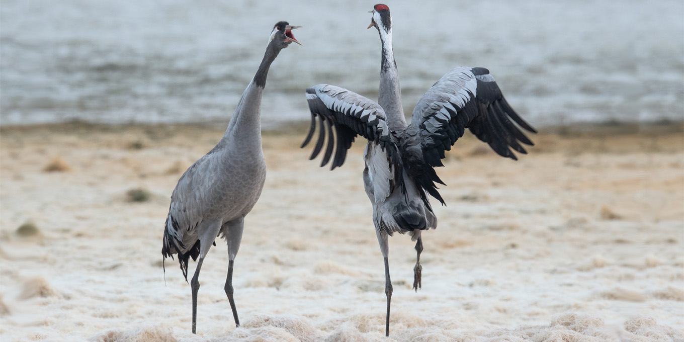 Le pied de grues