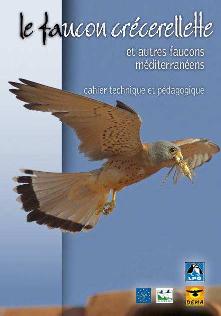 Cahier technique : Le Faucon crécerellette et autres faucons méditerranéens