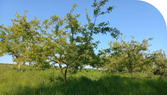 L'année de l'arbre, les actions franciliennes