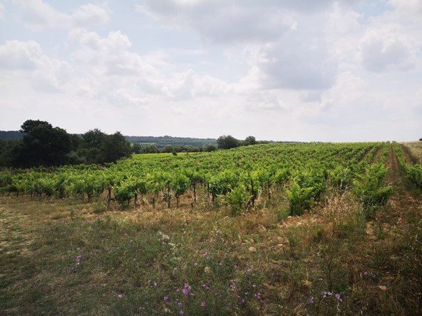 Domaine de la Mordorée