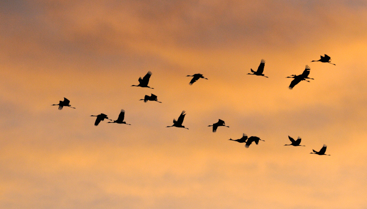 Le 27 octobre : Une journée dédiée aux oiseaux migrateurs aux Jardins de Marqueyssac