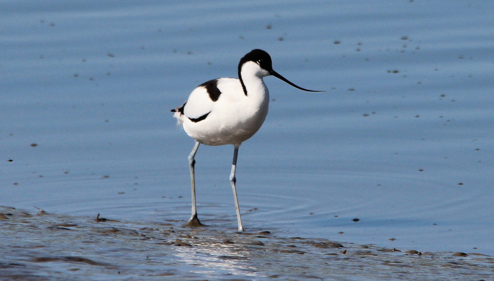 Avocette élégante