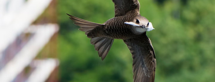 Les voltigeurs de l'été sont en danger