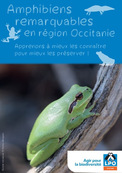 Poster " amphibiens remarquables de la région Occitanie "