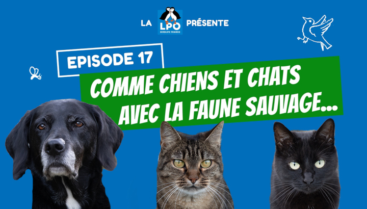 Comme chiens et chats avec la faune sauvage