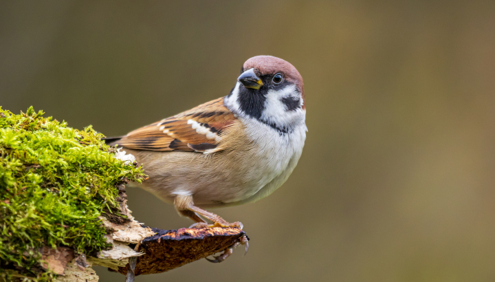 29 & 30 janvier 2022 – comptage national des oiseaux des jardins !