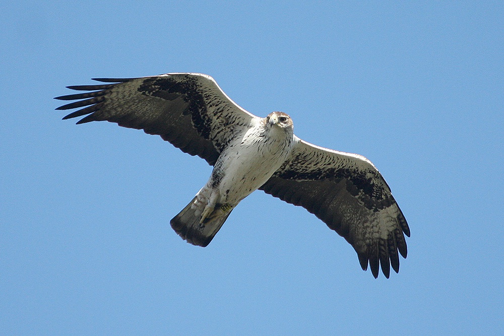 LIFE Aigle de Bonelli