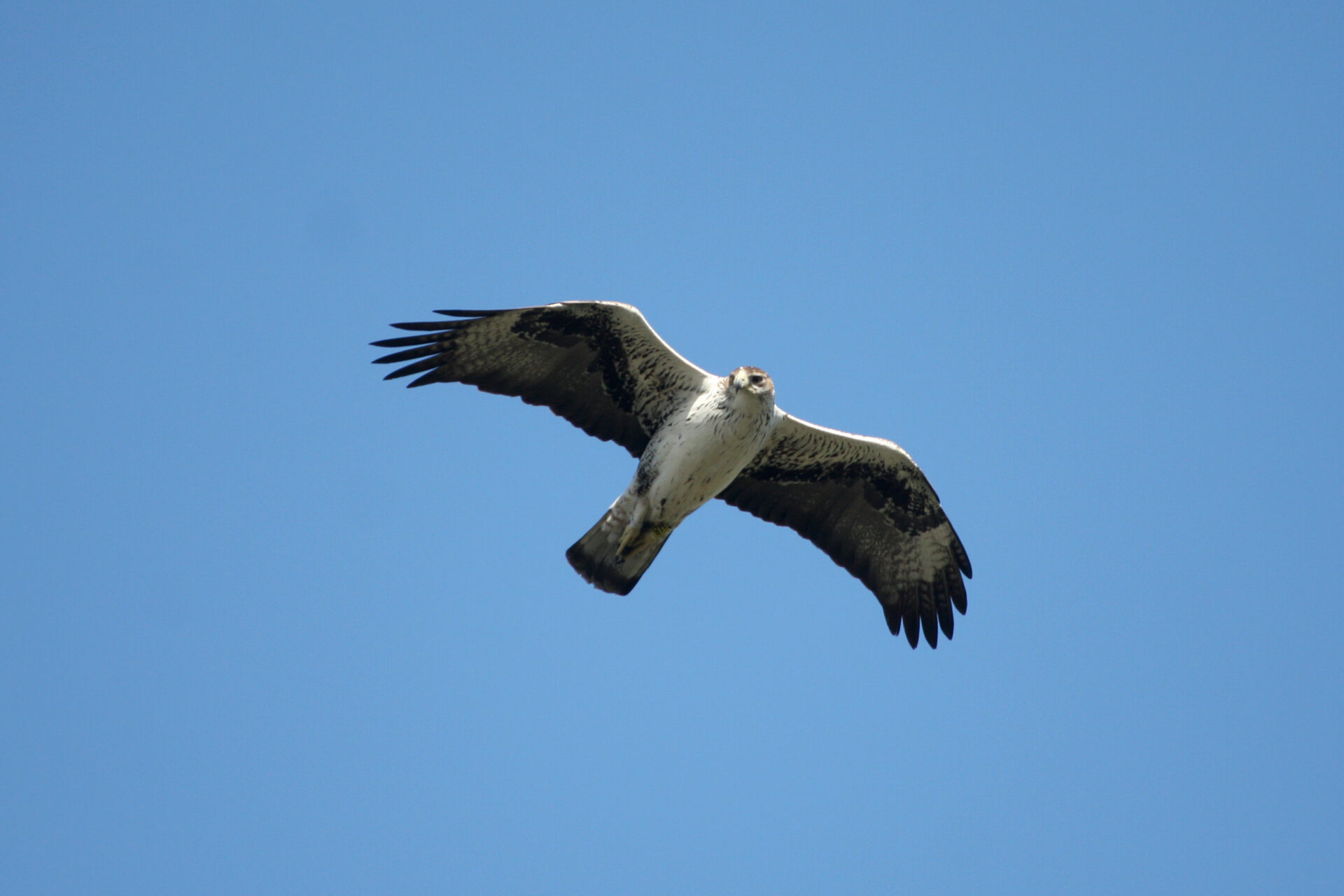 Un aigle de Bonelli revient en Ardèche 3 ans après !