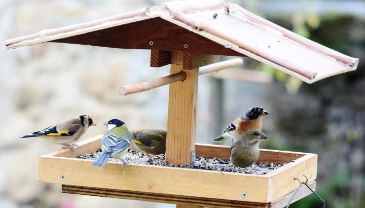 Une animation sur les oiseaux des jardins et le nourrissage