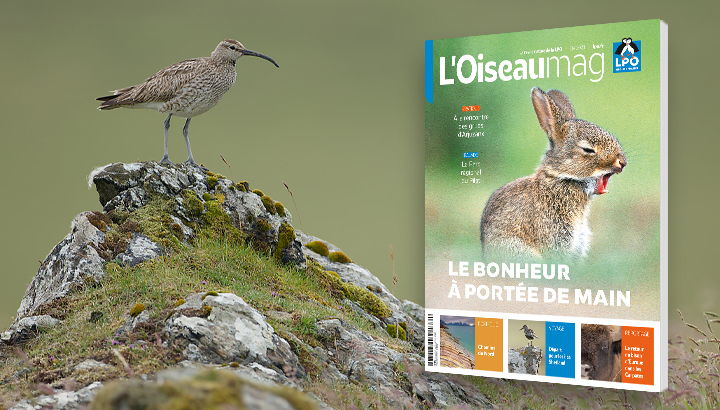 L’OISEAU MAGAZINE n°151 : Eté 2023 Parution à la mi-juillet