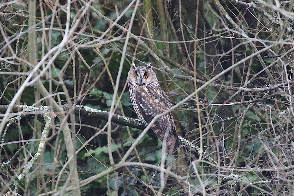 Oiseaux de la nuit