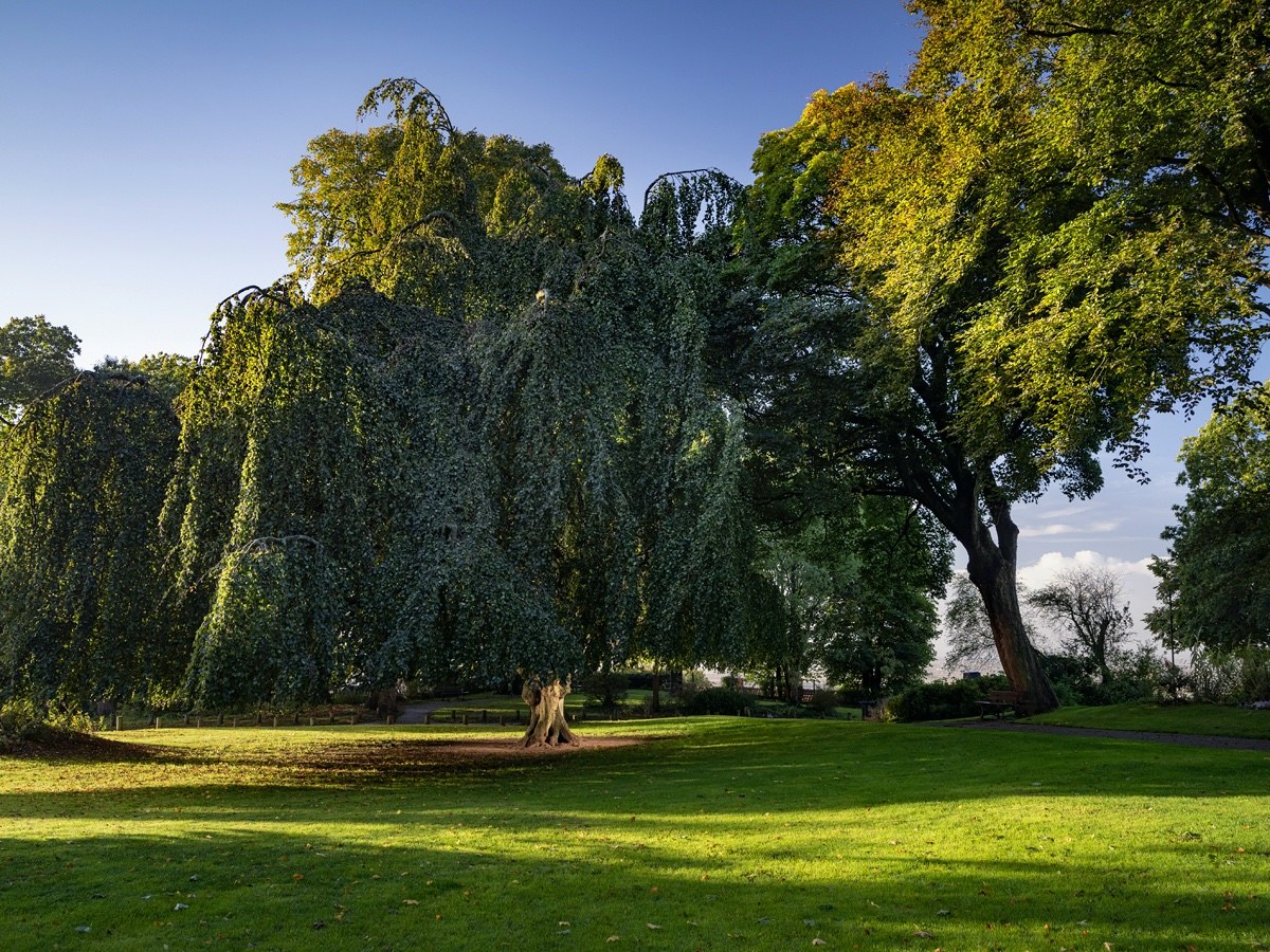 Découvrez les lauréats du concours de l’Arbre de l’année 2022