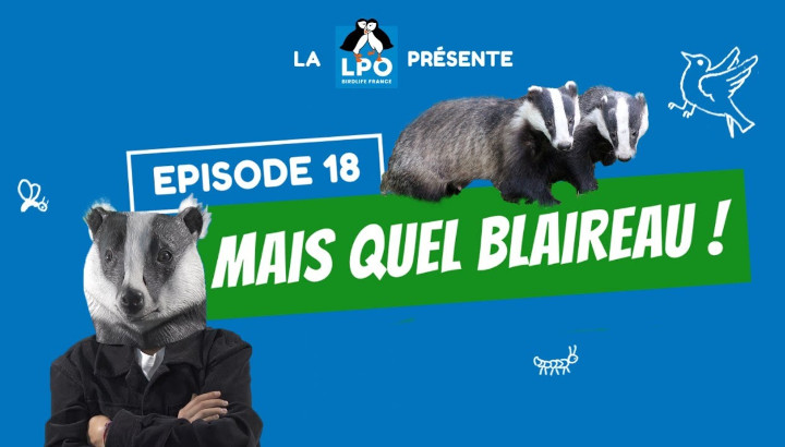 Mais quel blaireau !