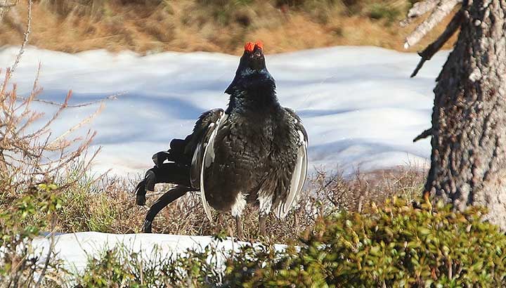 Chasse du Tétras lyre et de la Perdrix bartavelle en 2024 dans les Hautes-Alpes : répondez nombreux à la consultation du public