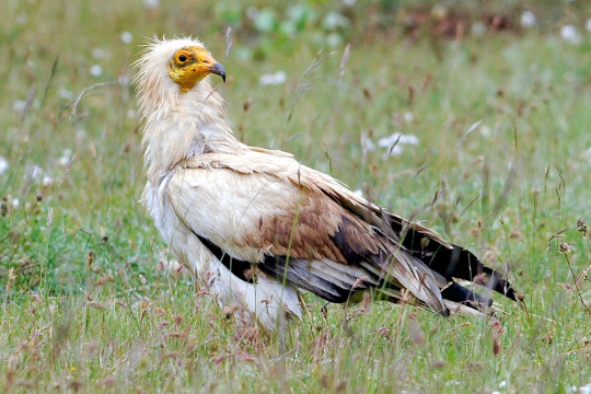 Vautour percnoptère