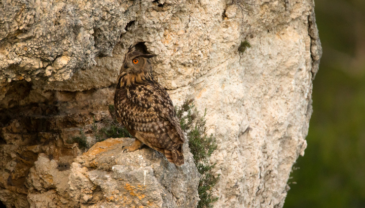 Le hibou aux yeux d’ambre