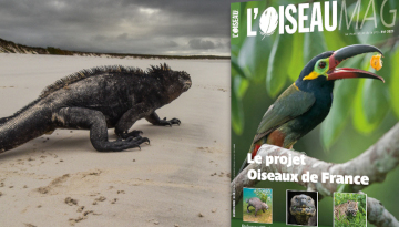 L’OISEAU MAGAZINE n°143 : parution début juillet