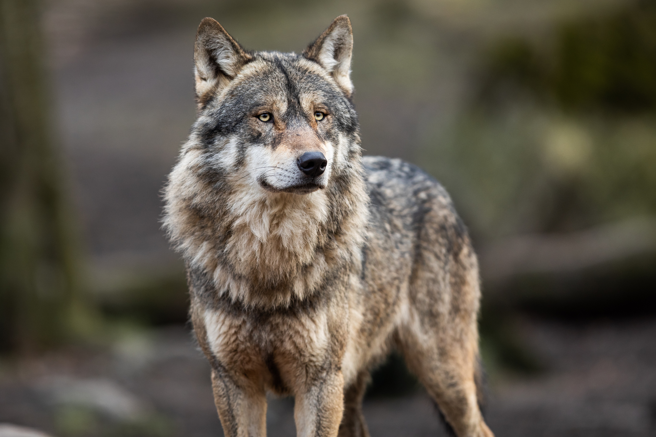 La LPO s'insurge contre la décision européenne de réduire la protection du loup