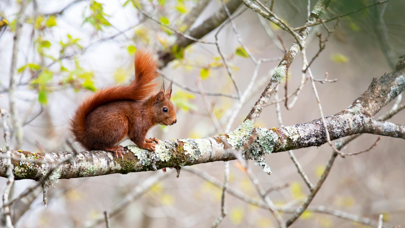 Zoom sur l'Écureuil roux - LPO (Ligue pour la Protection des