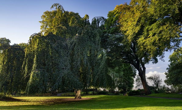 Quel est l’arbre de l’année 2023 ?