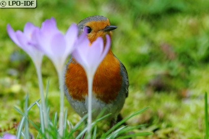 Ornitho Express au Jardin des Plantes