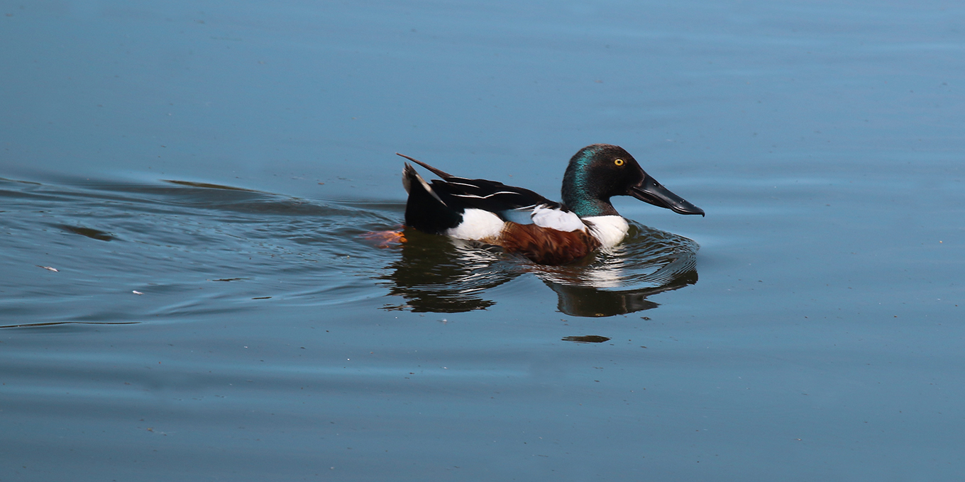 Canard souchet © Axelle Le Bras