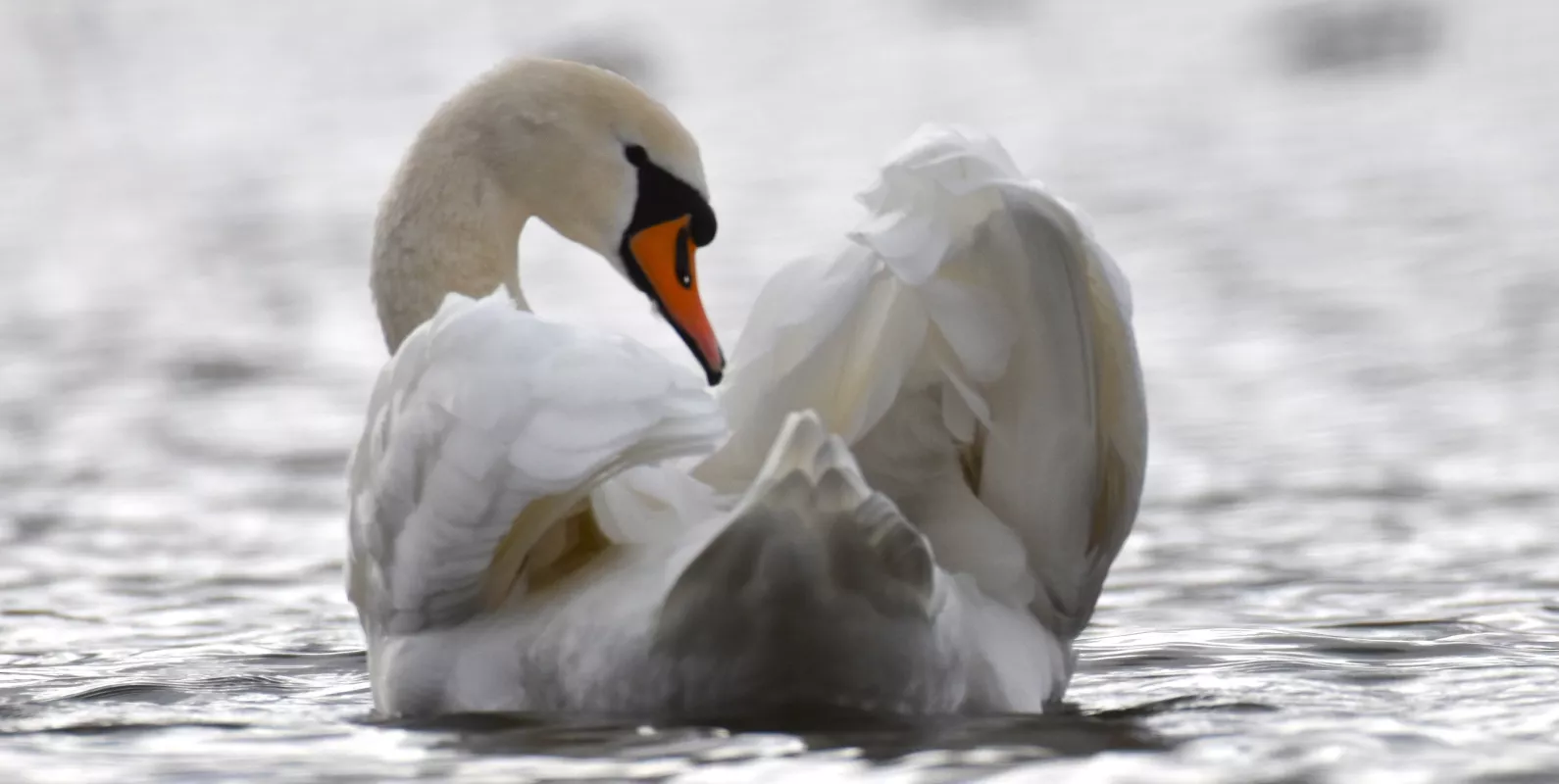 A la découverte des oiseaux du bassin des Muids