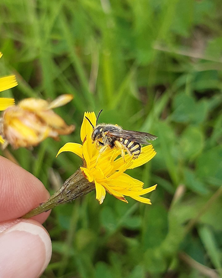 Safari Junior  « Lumière sur les abeilles »